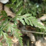 Asplenium adiantum-nigrum 葉