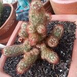 Mammillaria elongataLeaf