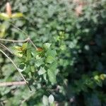 Lawsonia inermis Flower