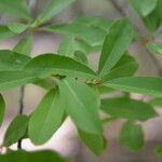 Morisonia indica Blad