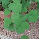 Pelargonium tomentosum Blatt