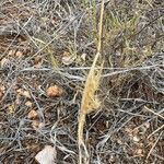 Tetrapogon cenchriformis Flors