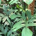 Philodendron pedatum Blad