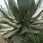 Agave shaferi Blad