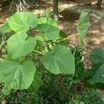 Paulownia tomentosaFeuille