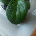 Peperomia magnoliifoliaLeaf