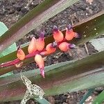 Urceolina amazonica Kvet