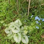 Brunnera macrophyllaبرگ