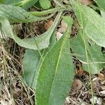 Senecio provincialis Leaf