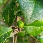 Aphananthe philippinensis Fruit