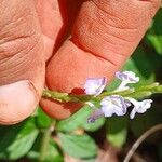 Stachytarpheta cayennensis Flower