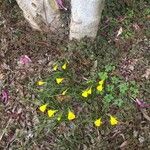 Narcissus bulbocodiumFlower