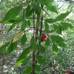 Euonymus verrucosus Leaf