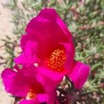 Portulaca grandiflora Flower