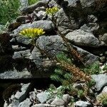 Petrosedum montanum Habit