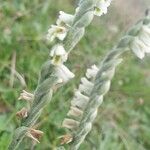 Spiranthes spiralisFlor