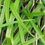 Hemerocallis fulva Blatt