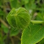 Hibiscus flavifolius Fruit