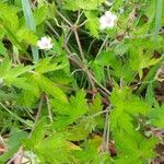 Geranium sibiricum Lehti