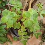 Plectranthus barbatus 葉