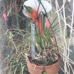 Tillandsia punctulata Levél