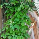 Ipomoea lobata Habit