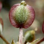 Lomatium dasycarpum Frutto