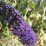 Buddleja japonicaफूल