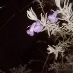 Eremophila nivea 花