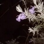 Eremophila nivea Цвят