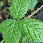 Rubus ferus Folha