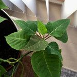 Euphorbia pulcherrima Other