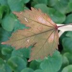 Hibiscus sabdariffa Blad