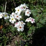 Androsace villosa Virág