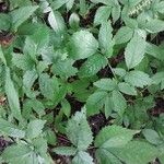 Astilbe thunbergii Feuille