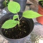 Actinidia chinensis叶