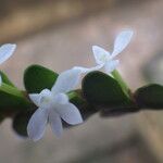 Angraecum aporoides Flower