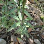 Crucianella latifolia Blad