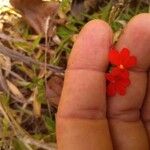 Striga asiatica Fruit