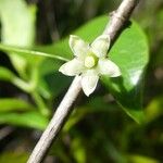 Geniostoma borbonicum Blüte
