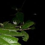 Quararibea bracteolosa Otro
