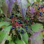 Cornus sanguinea Leaf