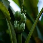 Musa ornata ফল