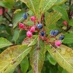 Viburnum nudum Owoc