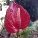 Anthurium andraeanum Flower