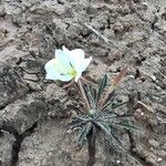 Eulobus californicus Flower