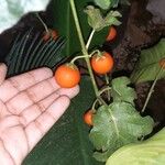 Solanum capsicoides Frugt