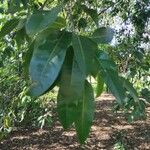 Sideroxylon foetidissimum Leaf
