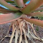 Aloe rupestris Coajă