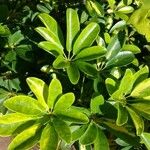 Schefflera arboricola Лист